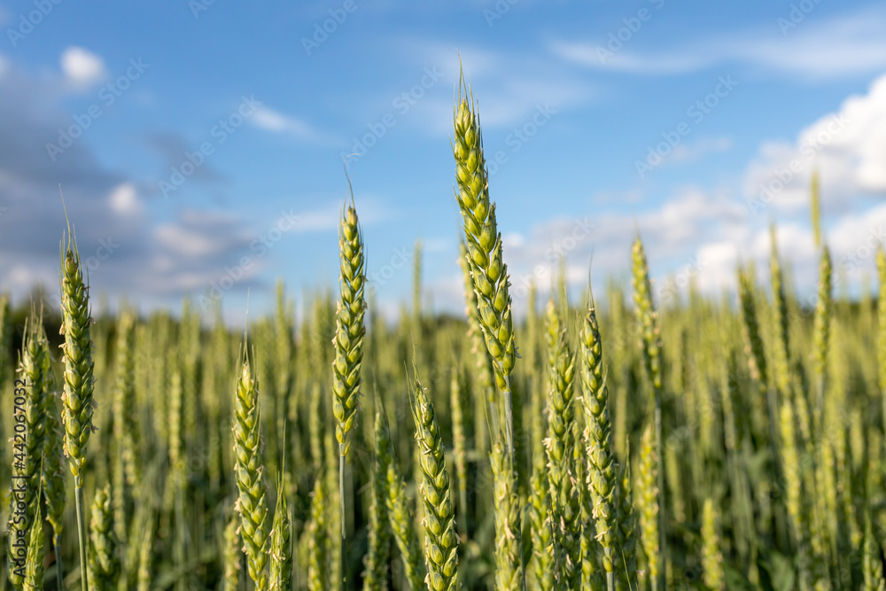 Green spikelets against the background of a field in the rays of the setting sun. Organic farming concept. Selective focus, blurred background Green spikelets against the background of a field in the rays of the setting sun. Organic farming concept. Selective focus, blurred background