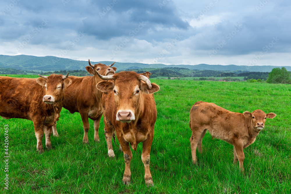 Herd of Cows Standing on Meadow and Looking Into Camera Herd of Cows Standing on Meadow and Looking Into Camera