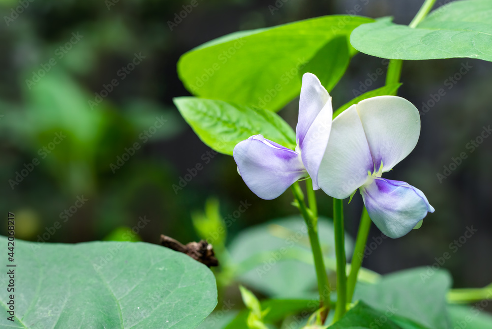 Fully bloomed long bean flowers with green leaves inside of an agricultural farm Fully bloomed long bean flowers with green leaves inside of an agricultural farm