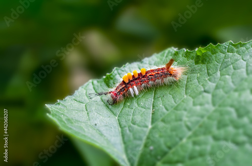 Colorful caterpillars resting on a green leaf in the garden © Xookits