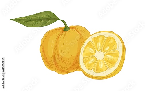 Composition of fresh ripe yuzu, yellow Japanese citrus fruit. Asian whole citron and its cut half. Realistic drawing in vintage style. Hand-drawn vector illustration isolated on white background
