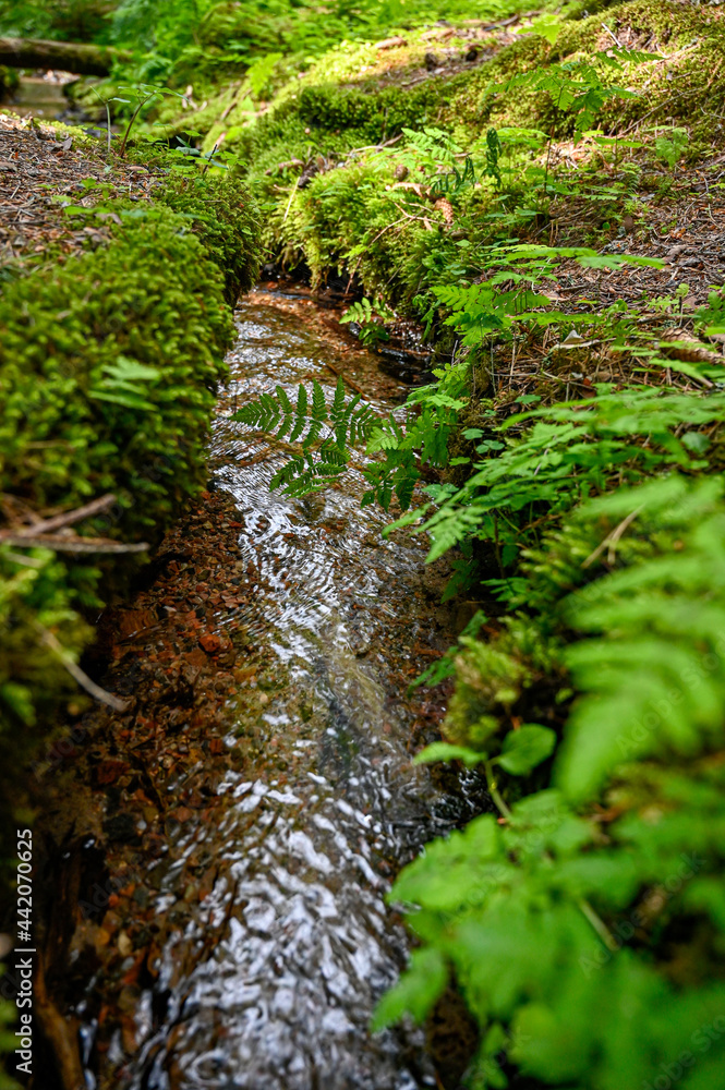 Obraz premium small stream of water through green forest