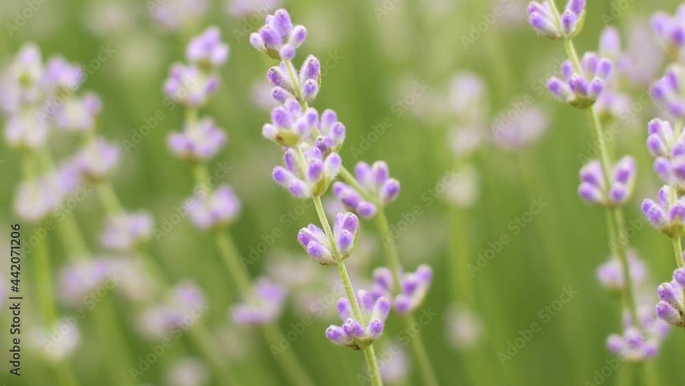 Fields of lavender flower blooming fragrant in endless rows at sunset. Selective focus on bushes of lavender purple fragrant flowers in the lavender fields of French Provence.
Fields of lavender flower blooming fragrant in endless rows at sunset. Selective focus on bushes of lavender purple fragrant flowers in the lavender fields of French Provence.