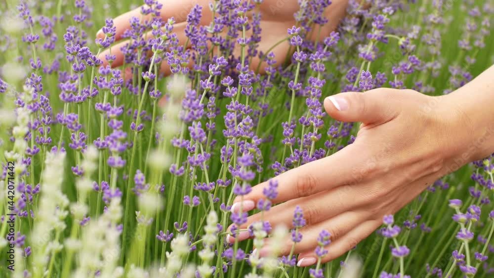 A woman's hand gently touches the tops of a purple lavender flower field. Closeup of lavender flowers on a summer day.
A woman's hand gently touches the tops of a purple lavender flower field. Closeup of lavender flowers on a summer day.