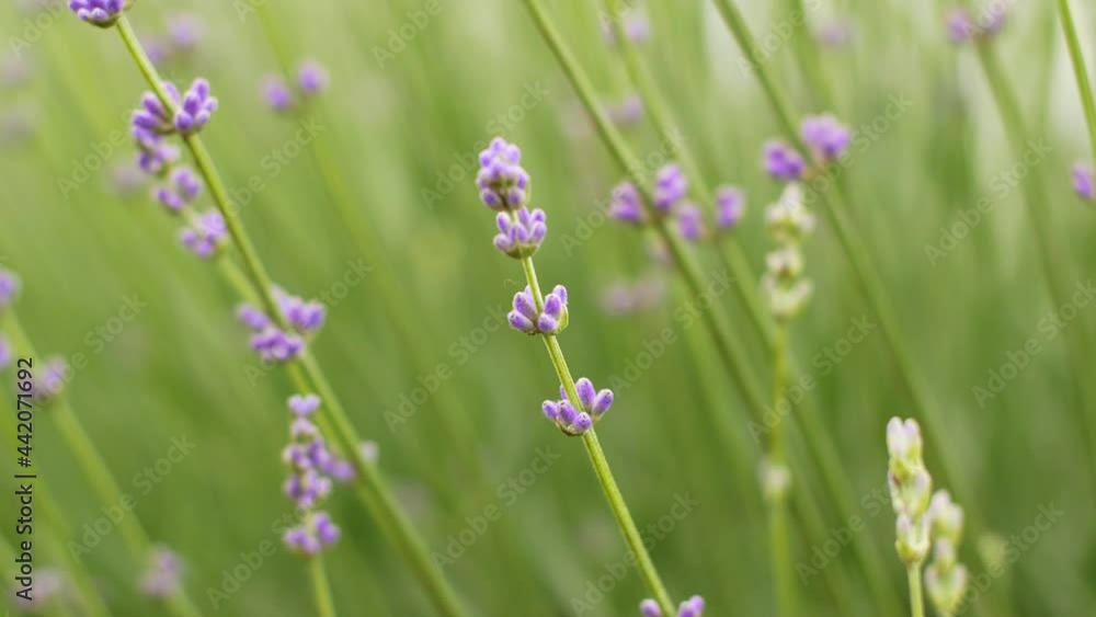 Close-up of beautiful blooming lavender flowers sway in the wind. Blooming purple fragrant lavender flowers.
Close-up of beautiful blooming lavender flowers sway in the wind. Blooming purple fragrant lavender flowers.