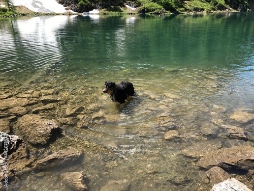 Australien Shepherd - australischer Hirtenhund photo