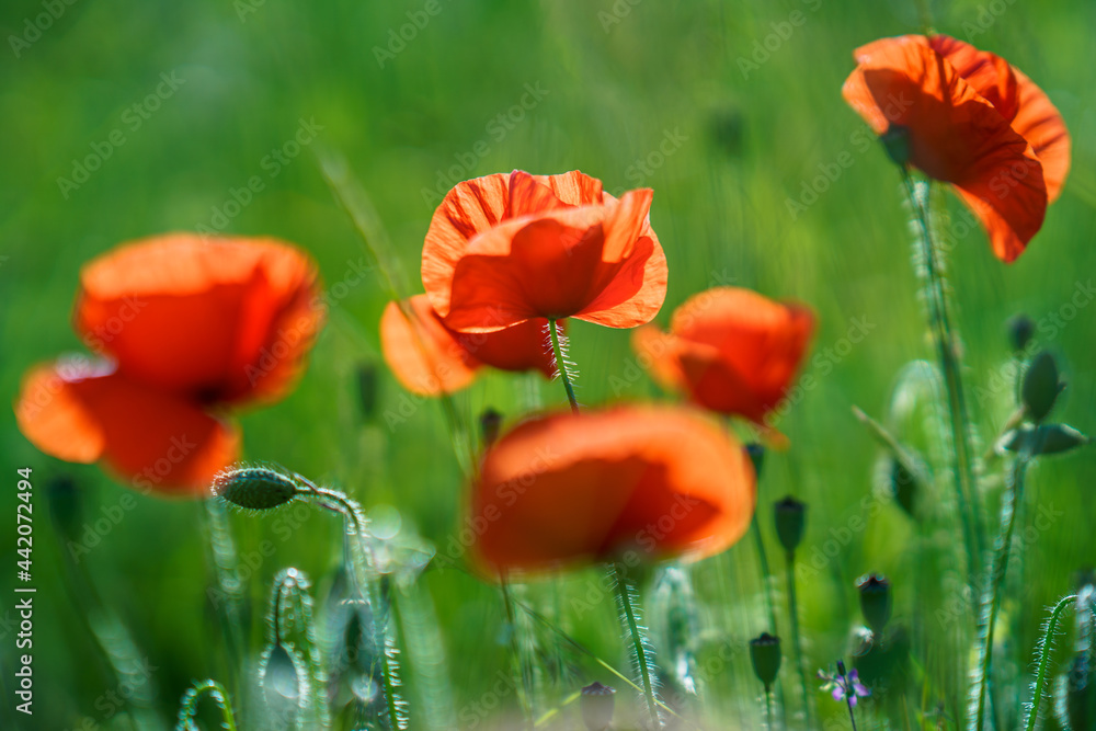 Fototapeta premium Wild red poppies on a fine spring evening in rural field