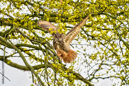 Eagle Owl, land awkwardly in a tree. Seen from the front. Wings spread wide, the bird of prey looks angry with red eyes straight into the camera © Dasya - Dasya