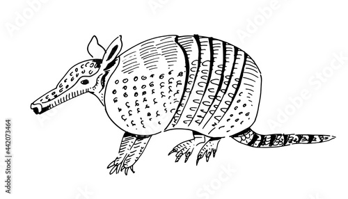 Hand-drawn armadillo animal of America with shadows. Outline style, ink drawing vector illustration on isolated background.