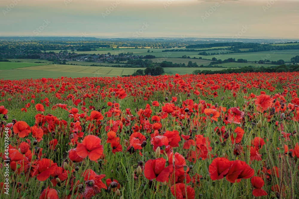 Obraz premium field of poppies