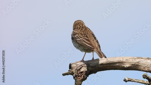 Baumpieper (Anthus trivialis) photo