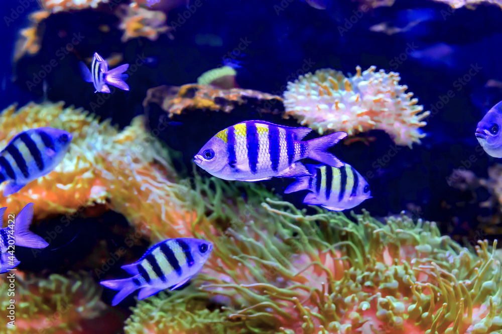 Ornamental fish living in the ocean in the tropics.