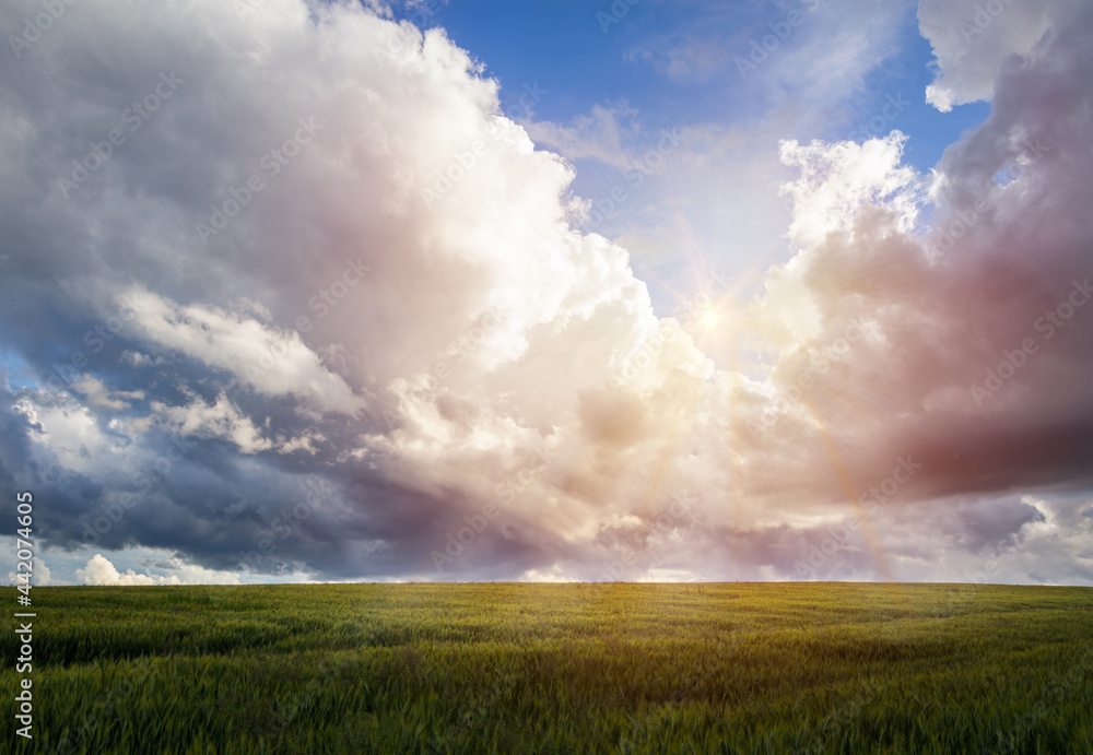 Wheat agriculture field with cloudy sky and sun. Czech summer landscape Wheat agriculture field with cloudy sky and sun. Czech summer landscape