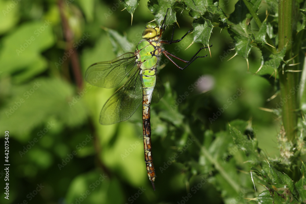A newly emerged Emperor Dragonfly, Anax imperator, perching on a thistle.
