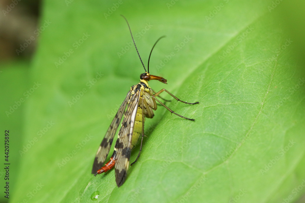 A hunting female Scorpion Fly, Panorpa communis, perching on a leaf. A hunting female Scorpion Fly, Panorpa communis, perching on a leaf.