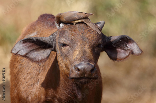 Kaffernbüffel und Rotschnabel-Madenhacker / African buffalo and Red-billed oxpecker / Syncerus caffer et Buphagus erythrorhynchus...