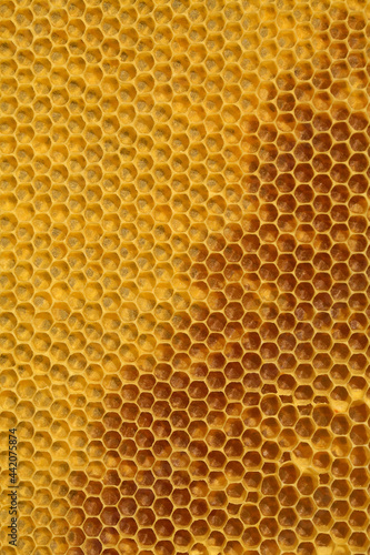 Frame with bees producing honey in a small beekeeping 