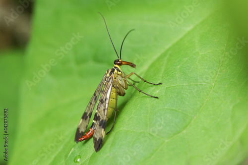 A hunting female Scorpion Fly, Panorpa communis, perching on a leaf.