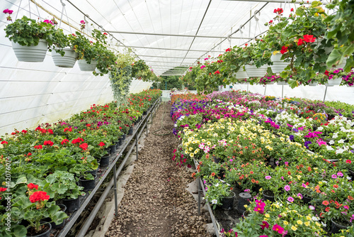 Growing of flower plant on shelves in greenhouse