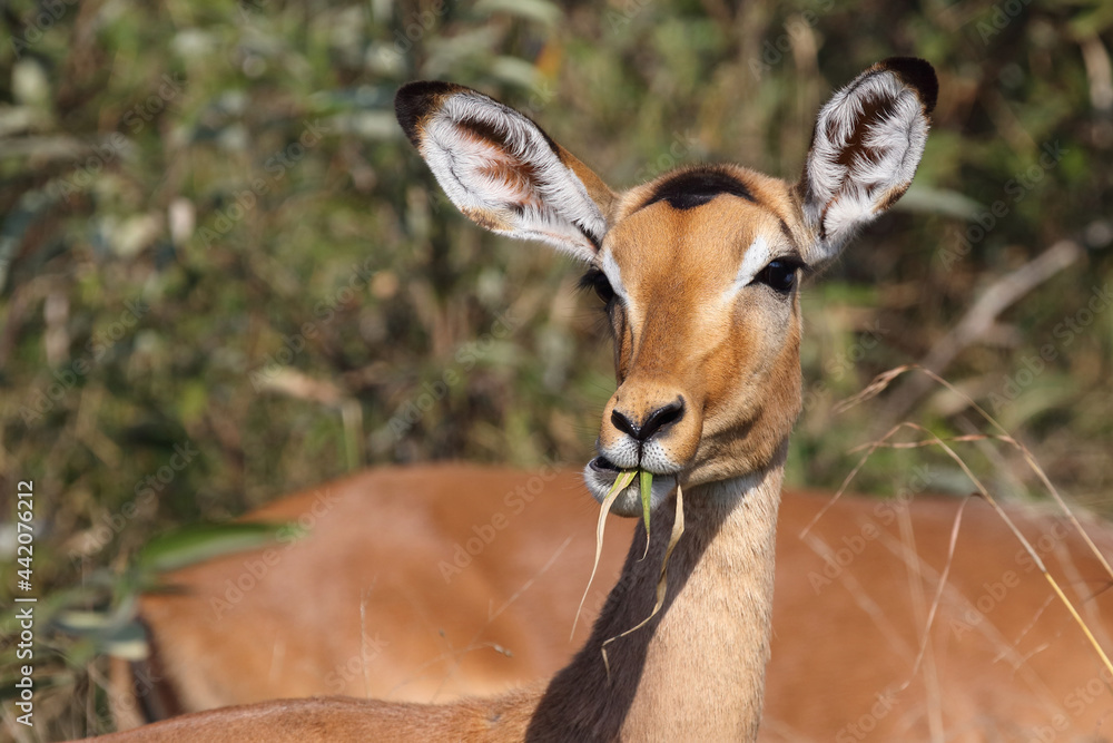 Schwarzfersenantilope / Impala / Aepyceros melampus Schwarzfersenantilope / Impala / Aepyceros melampus