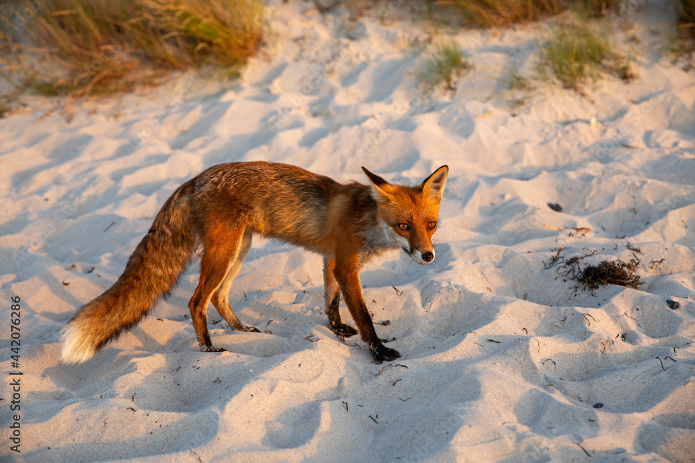 Obraz premium European fox on the beach of Zingst in the evening sun