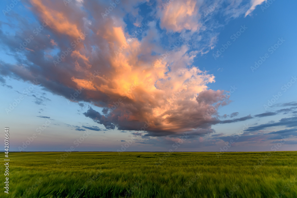 Wheat field landscape with path before the sunset time Wheat field landscape with path before the sunset time