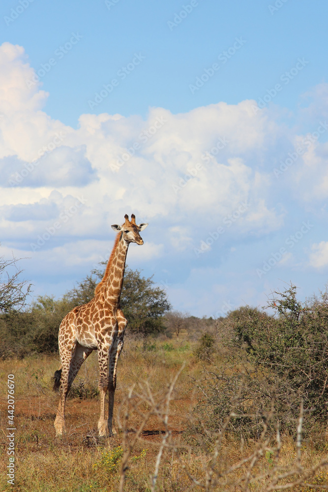 Obraz premium Giraffe / Giraffe / Giraffa camelopardalis