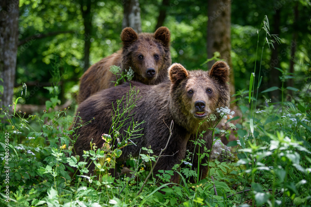 Two young wild Brown Bear in the summer forest. Animal in natural habitat. Wildlife scene Two young wild Brown Bear in the summer forest. Animal in natural habitat. Wildlife scene