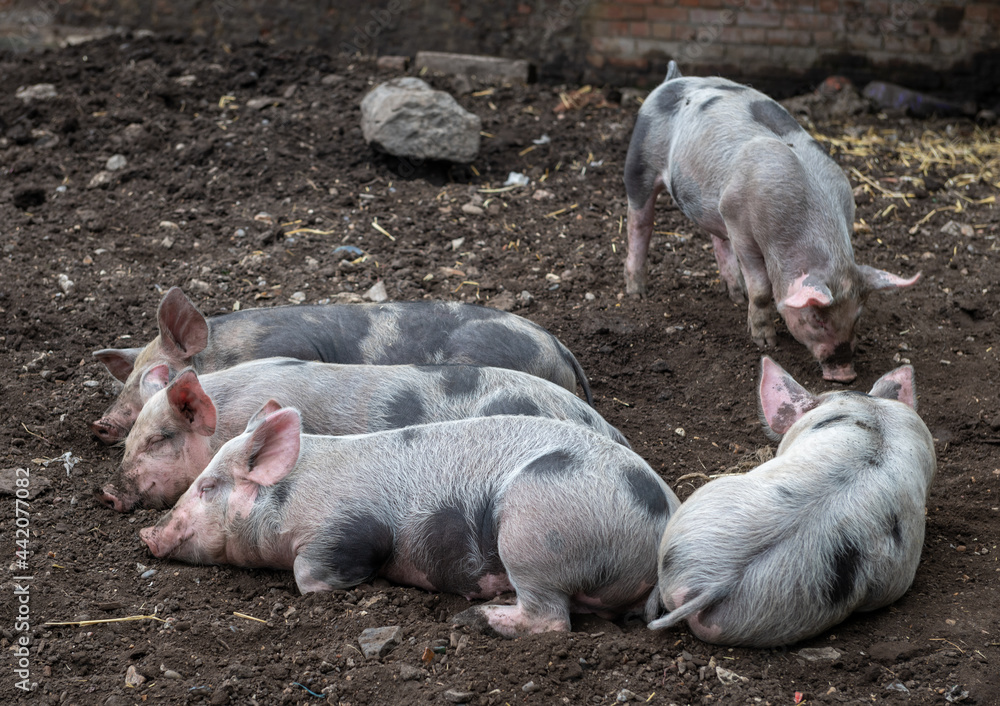 Farm piglets feeding and sleeping. Farm piglets feeding and sleeping.