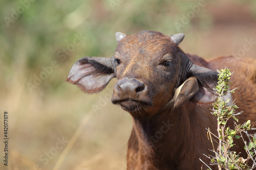 Foto Kaffernbüffel und Rotschnabel-Madenhacker / African buffalo and Red-billed oxpecker / Syncerus caffer et Buphagus erythrorhynchus