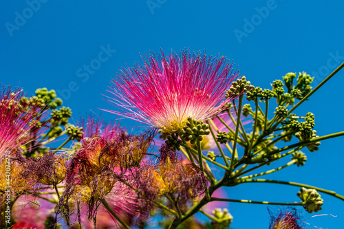  delicate Albizia Julibrissin tree on a warm sunny summer day in close-up