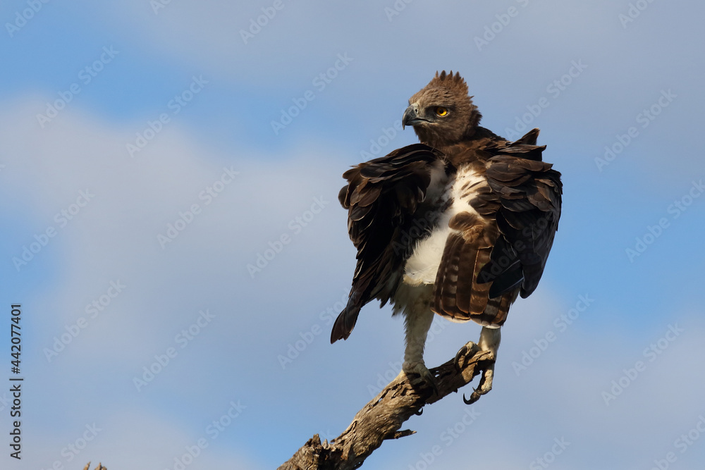 Fototapeta premium Kampfadler / Martial eagle / Polemaetus bellicosus