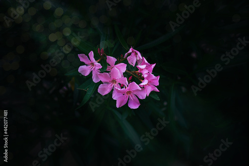 pink flower on a green background of the bush on a warm summer day