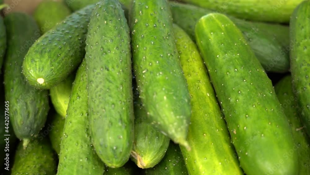Fresh cucumbers on the shelf. Nobody Fresh cucumbers on the shelf. Nobody