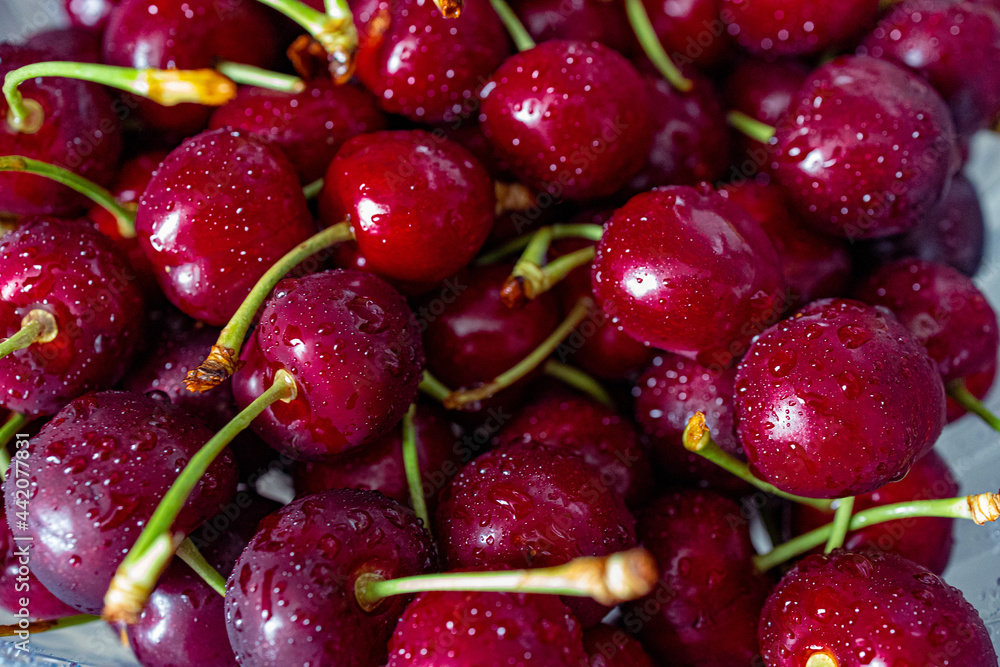 dark red cherries with water droplets forming a summer background dark red cherries with water droplets forming a summer background