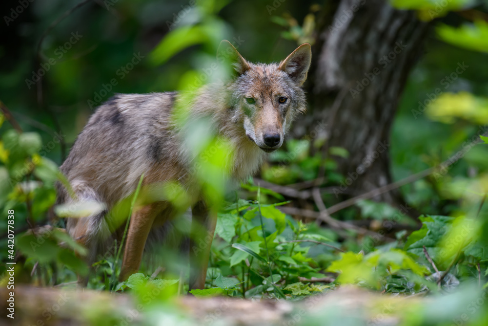 Obraz premium Wolf in summer forest. Wildlife scene from nature