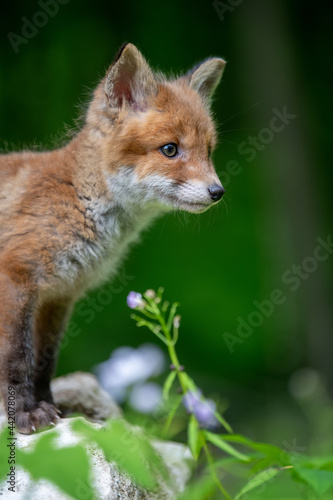 Wallpaper Mural Red fox, vulpes vulpes, small young cub in forest. Cute little wild predators in natural environment Torontodigital.ca