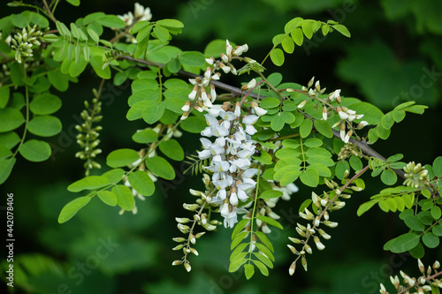 Robinia Pseudoacacia False Acacia Flowers photo