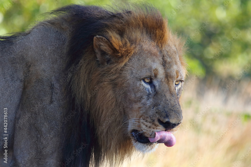 Afrikanischer Löwe / African lion / Panthera leo. Afrikanischer Löwe / African lion / Panthera leo.
