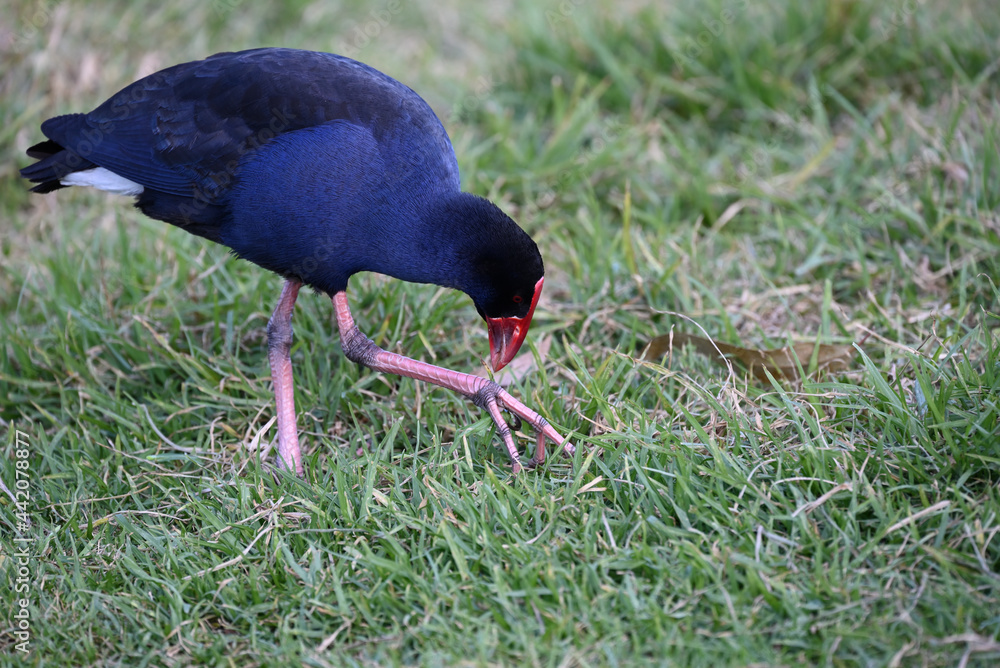 Close up of an Australasian swamphen, also known as a pukeko, bending down to look at grass held in its talon. Close up of an Australasian swamphen, also known as a pukeko, bending down to look at grass held in its talon.