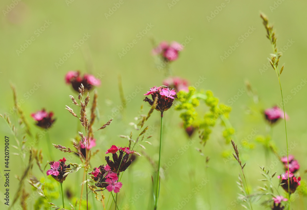 Flowers in the field