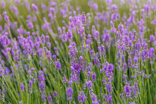 purple lavender flower growing in a warm green summer garden in the rays of the sun