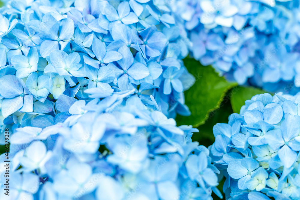 青い紫陽花 青い紫陽花