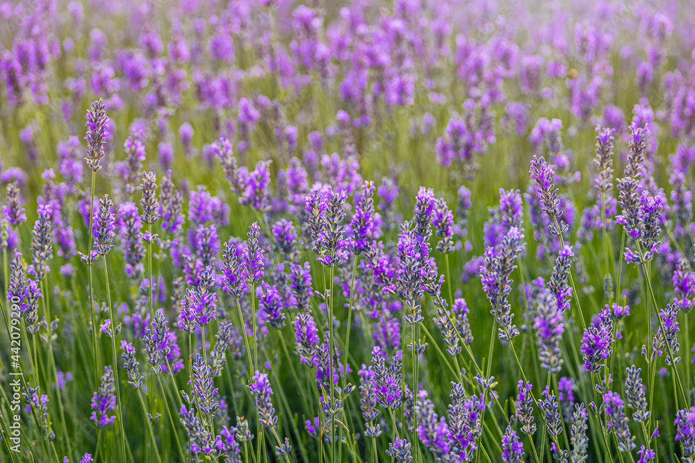 purple lavender flower growing in a warm green summer garden in the rays of the sun