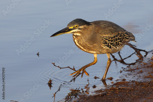 Mangrovenreiher / Green-backed heron / Butorides striatus