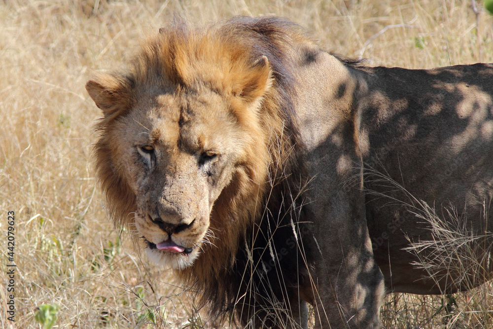 Afrikanischer Löwe / African lion / Panthera leo. Afrikanischer Löwe / African lion / Panthera leo.