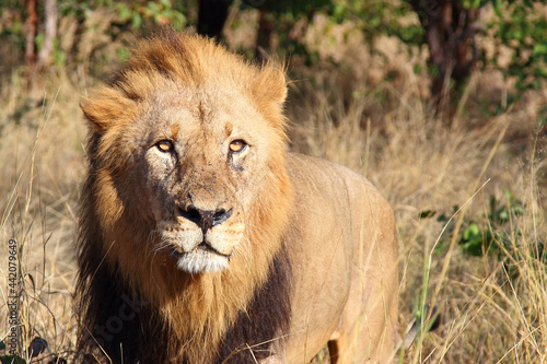 Afrikanischer L  we   African lion   Panthera leo.