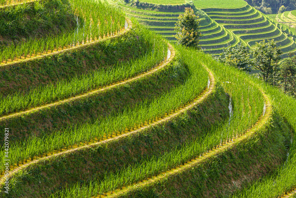 Landscape with the traditional Longsheng rice terraces in summer, Guangxi Province, China
