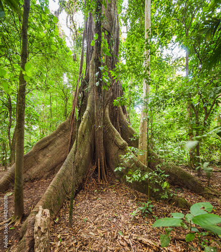 Trunk of a Ceiba tree in a tropical rainforest in central Costa Rica