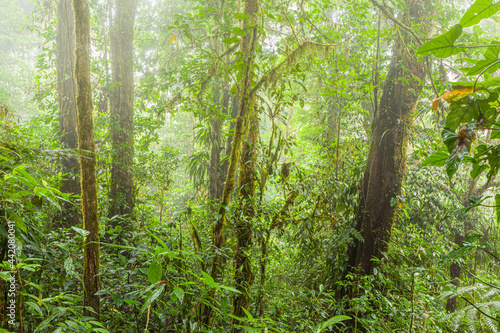 Tropical cloud-forest in central Costa Rica